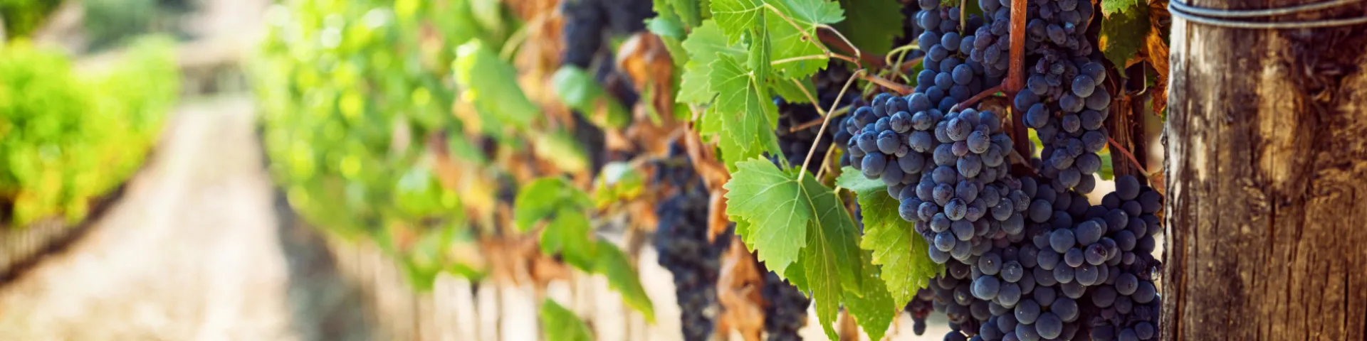 LAFOOD Innovative Weinbiotechnologien