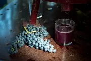 Die Dichte des Mosts mit einem Mostimeter messen, Zuckergehalt und erwarteter Alkoholgehalt aus der Tabelle